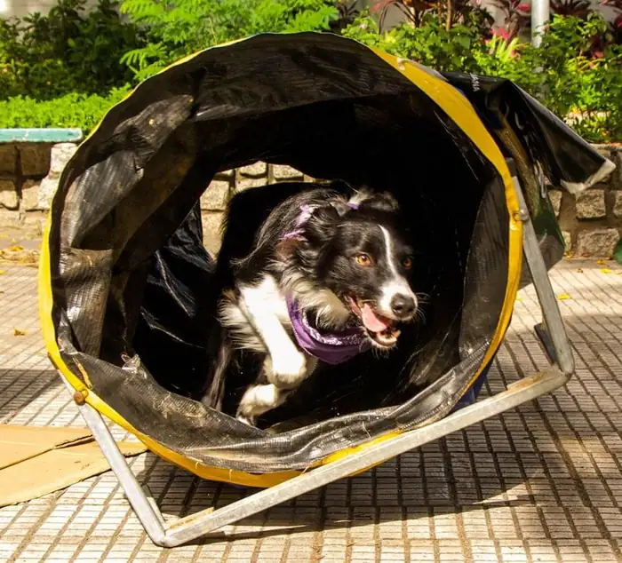 Border Collie brincando em túnel de agility