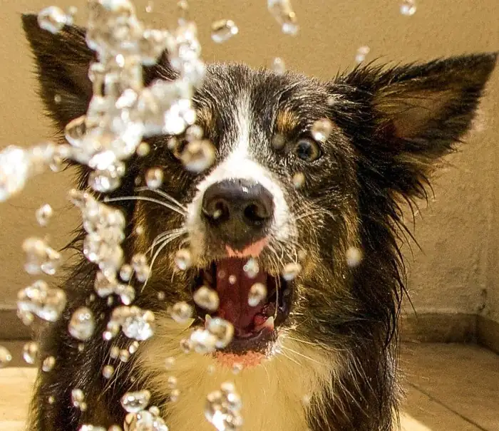 Cão tomando banho com água respingando na Azzurra
