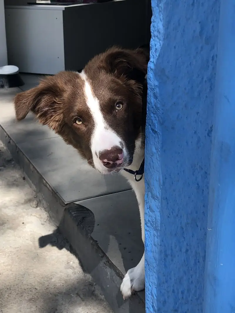 Baruk, Border Collie marrom e branco, na Azzurra Pet Shop