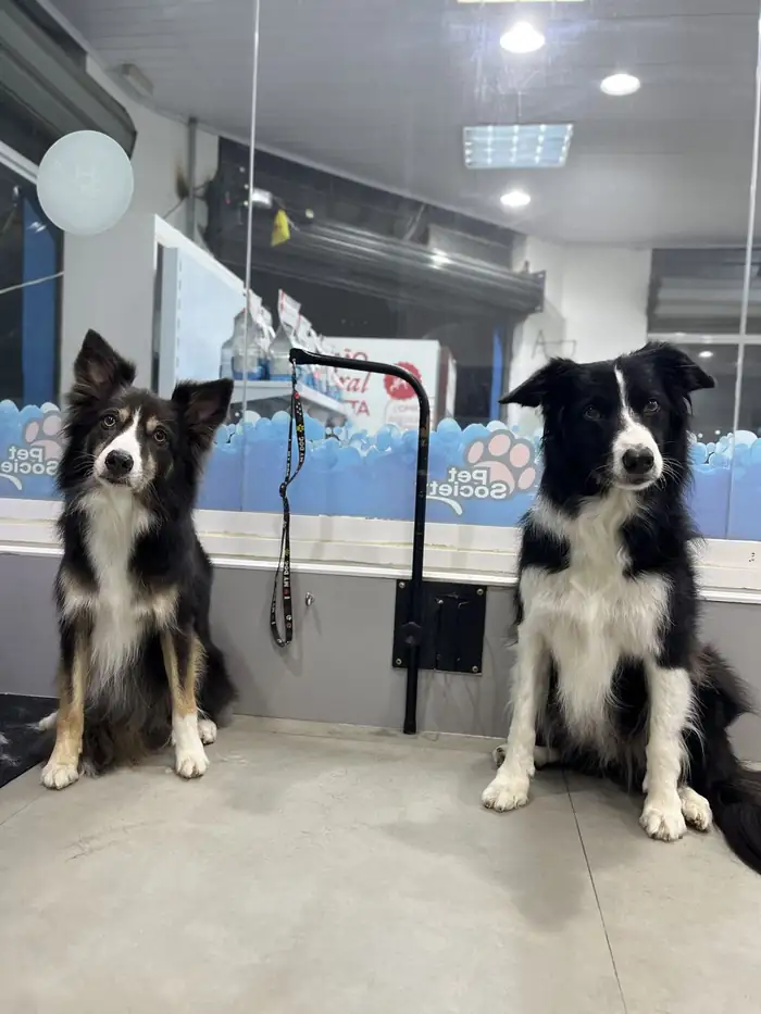 Dois Border Collies dentro da Azzurra Pet Shop na Pompeia