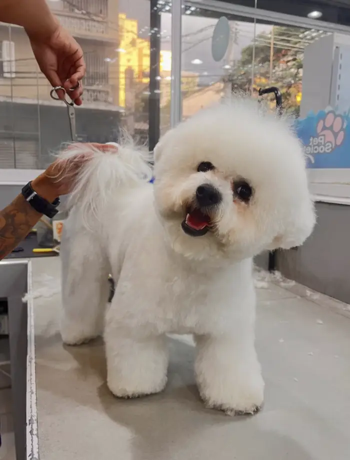 Bichon frisé na tosa na tesoura da Azzurra Pet Shop