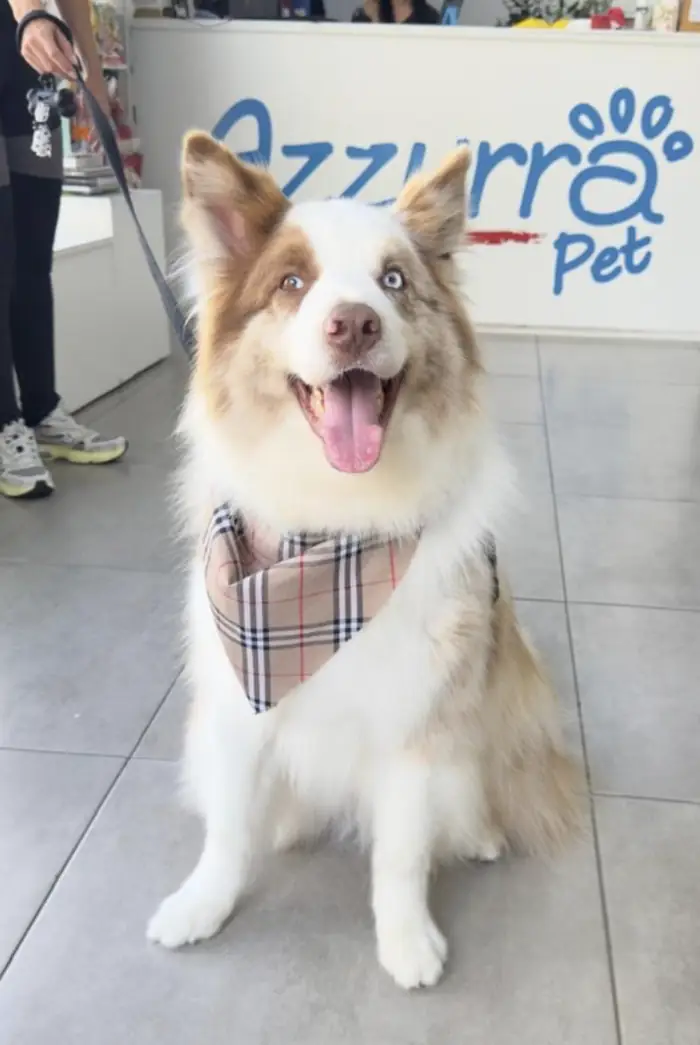 Border collie red merle com bandana xadrez na Azzurra