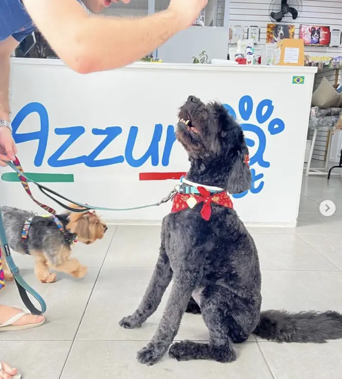 Cães tosados com bandanas após banho e tosa na Azzurra