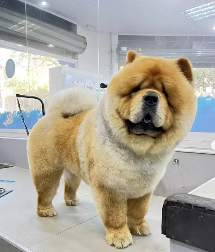 Chow chow tosado na mesa de banho e tosa da Azzurra na Pompeia