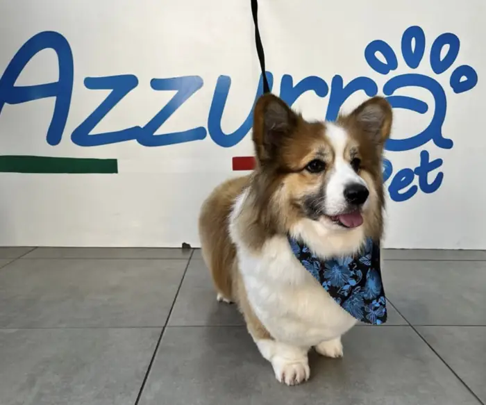 Corgi com bandana azul em frente ao logo da Azzurra Pet Shop