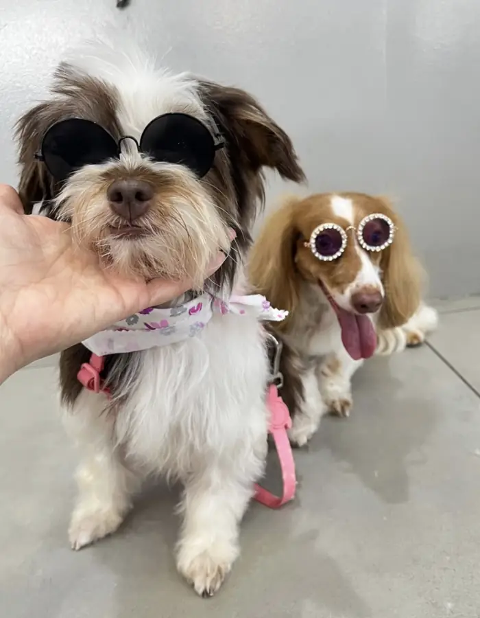Dupla de cães estilosos de óculos escuros na Azzurra