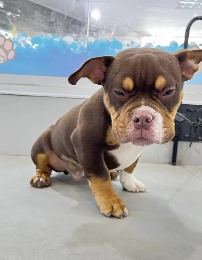 Filhote de bulldog chocolate após banho na Azzurra Pet Shop