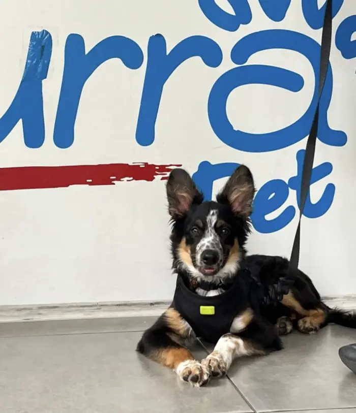 Filhote tricolor deitado em frente ao logo da Azzurra Pet
