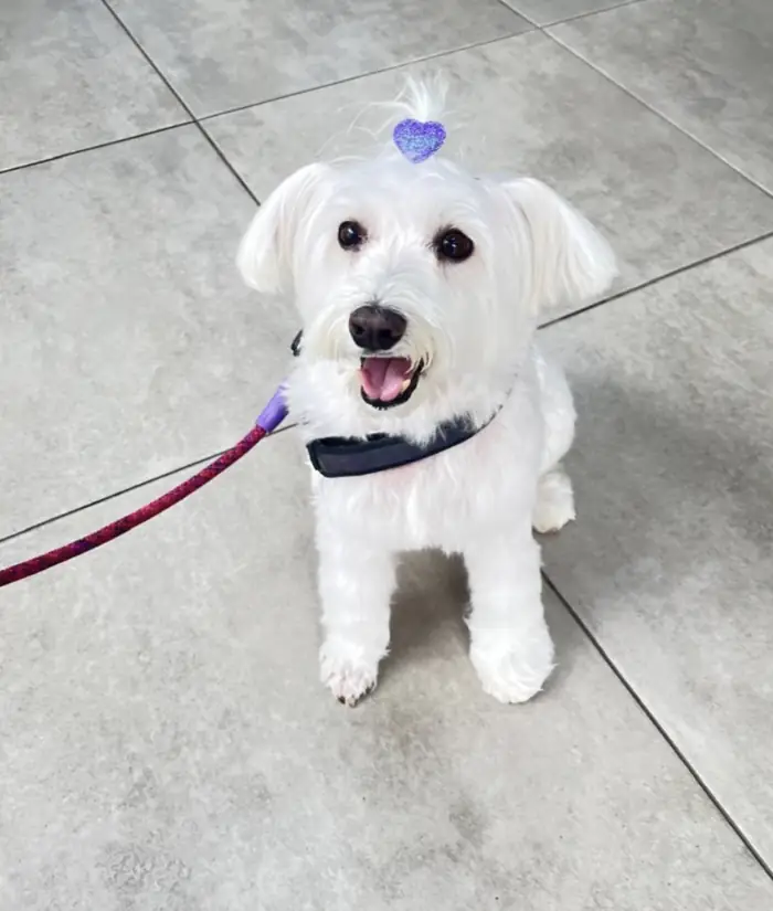 Maltês com coração lilás no topete após tosa na Azzurra