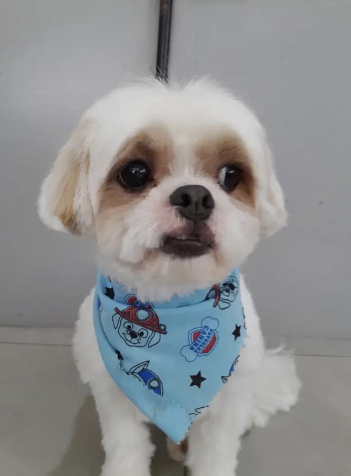 Shih tzu tosado com bandana azul após banho e tosa na Azzurra