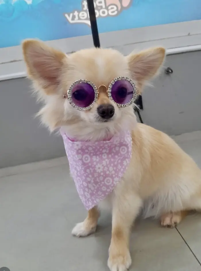 Cãozinho spitz de óculos e bandana rosa na Azzurra na Pompeia