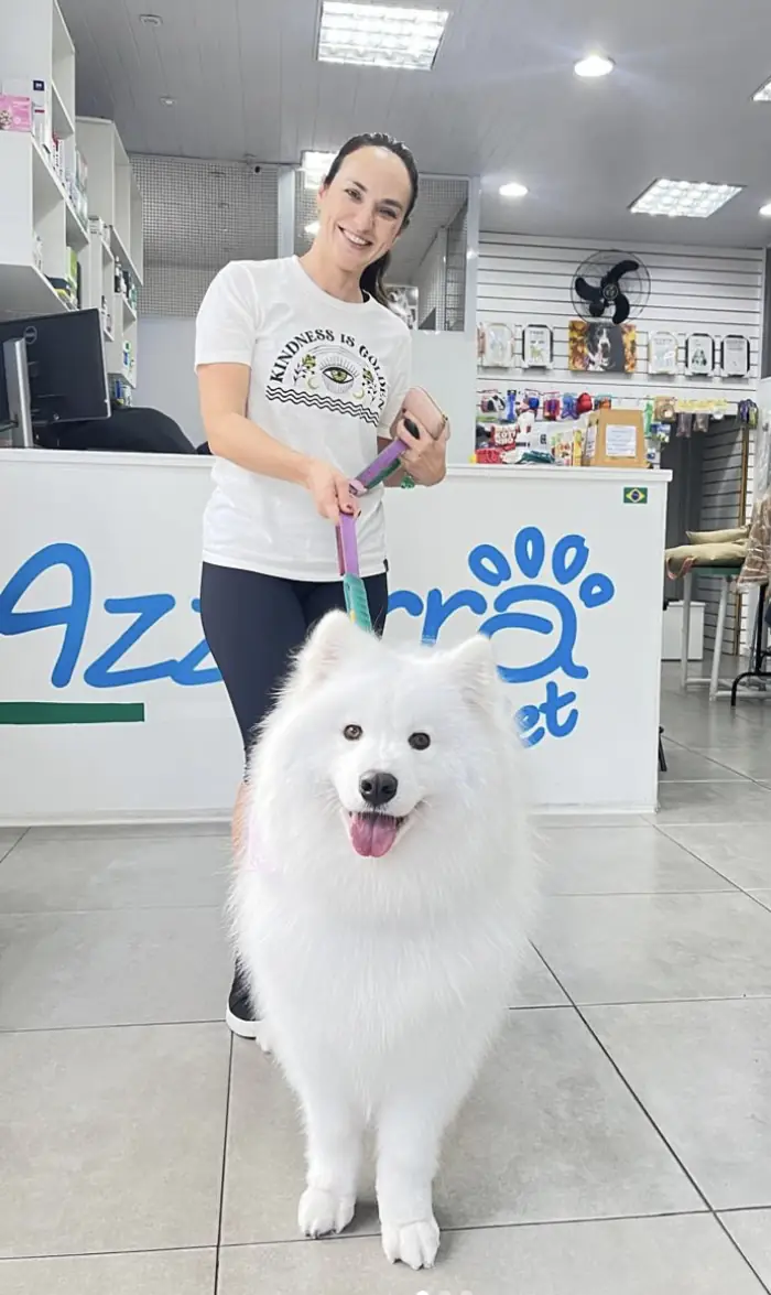 Tutora com samoieda branquinho na Azzurra Pet Shop