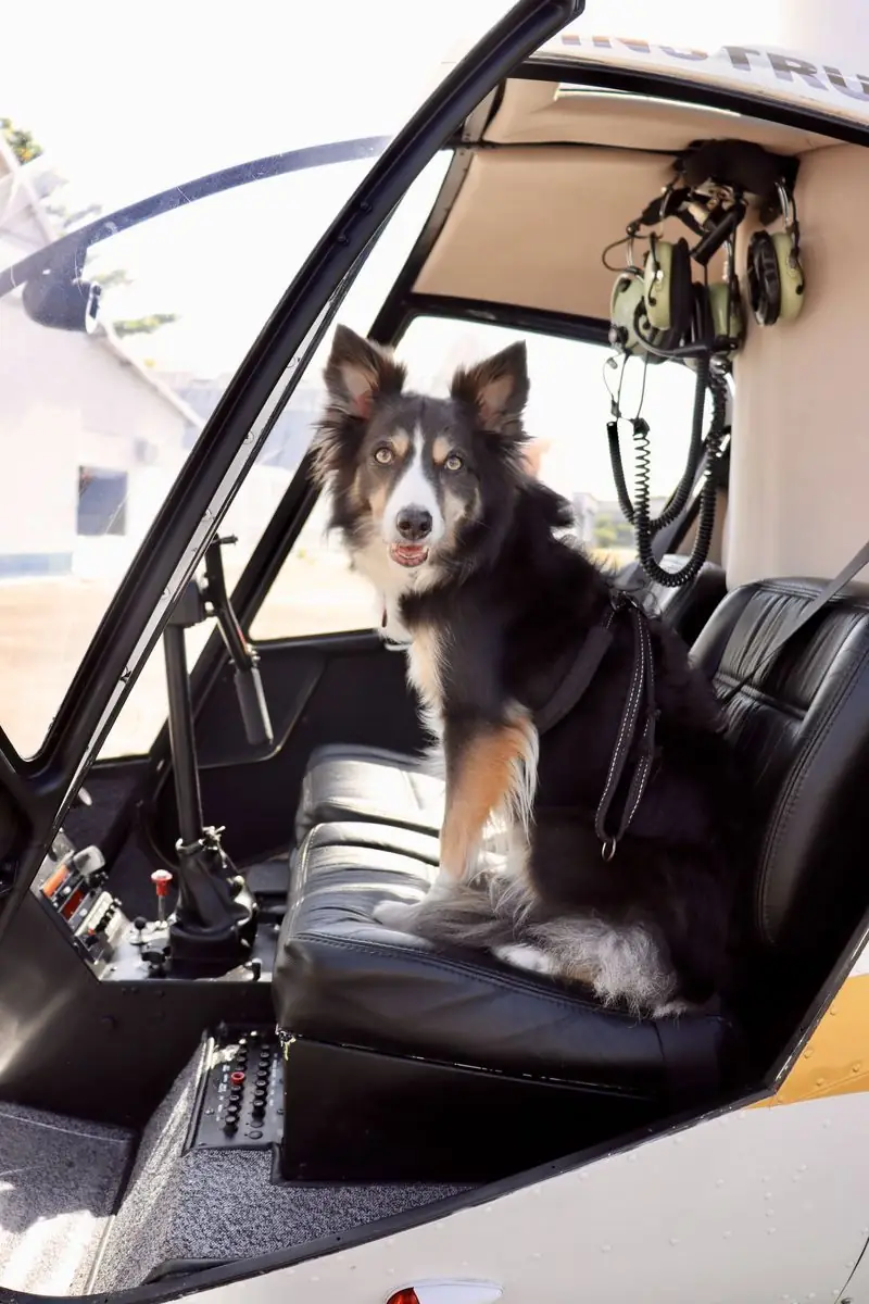 Jolie, Border Collie, passeando