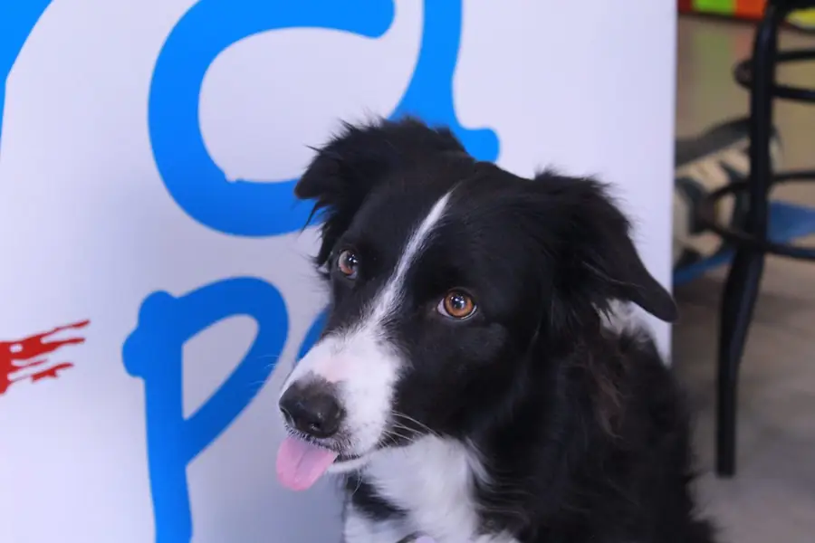 Lola, Border Collie, na frente do letreiro azul da Azzurra Pet Shop na Pompeia
