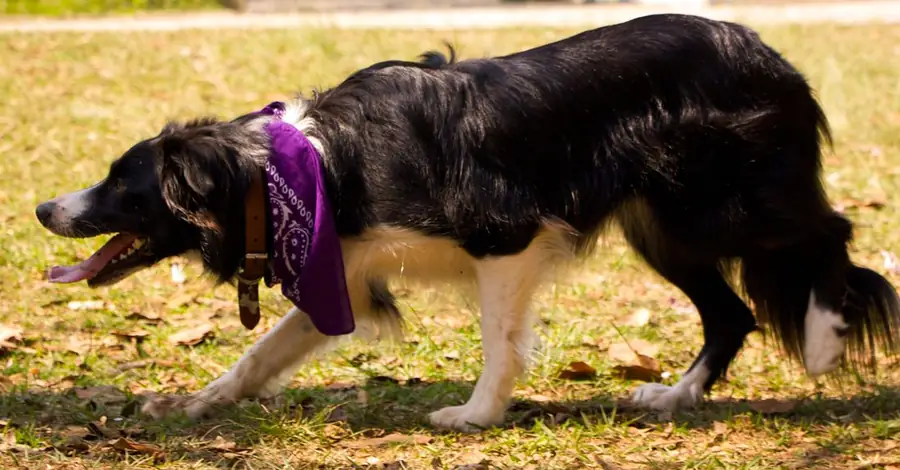 Cão de bandana passeando