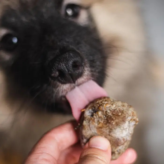 Cão comendo um hamburguinho de comida natural Raw Raw na mão do tutor