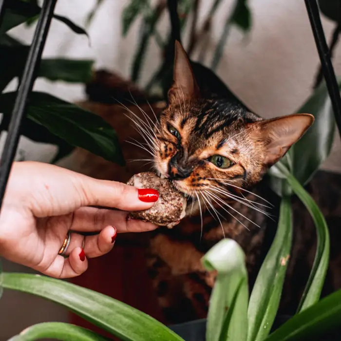 Gato comendo comida natural Raw Raw oferecida na mão