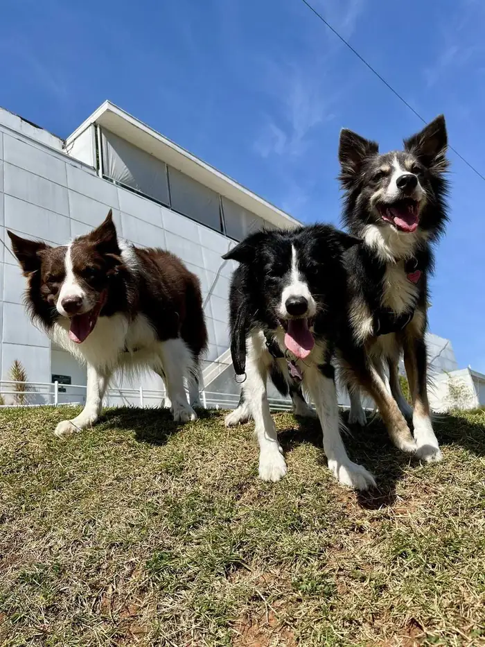 Três Border Collies da Azzurra Pet Shop ao sol em São Paulo